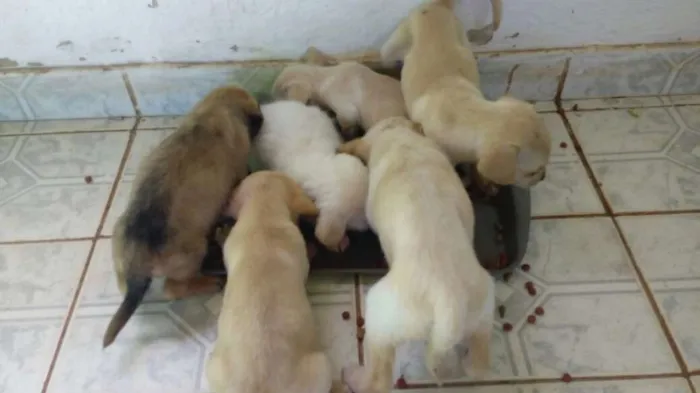 Cachorro ra a Maltês idade Abaixo de 2 meses nome Fantasma, negão