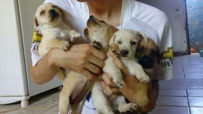 Cachorro ra a Maltês idade Abaixo de 2 meses nome Fantasma, negão