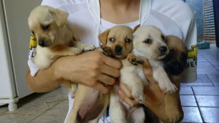 Cachorro ra a Maltês idade Abaixo de 2 meses nome Fantasma, negão