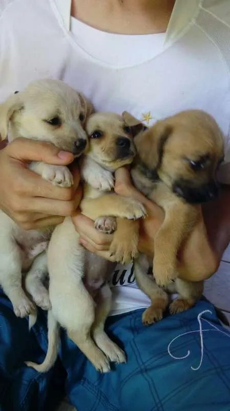 Cachorro ra a Maltês idade Abaixo de 2 meses nome Fantasma, negão