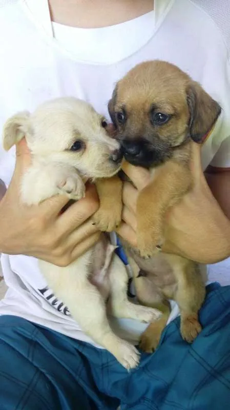 Cachorro ra a Maltês idade Abaixo de 2 meses nome Fantasma, negão