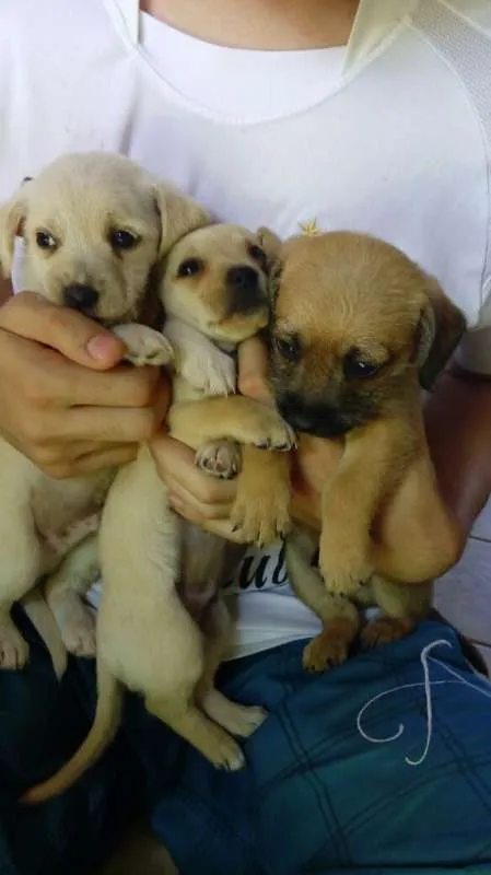Cachorro ra a Maltês idade Abaixo de 2 meses nome Fantasma, negão
