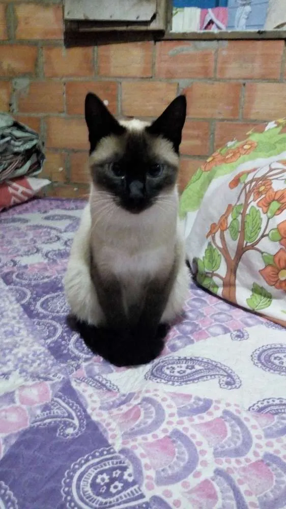 Gato ra a Siamês idade 7 a 11 meses nome Lola