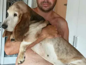 Cachorro raça basset hound idade 6 ou mais anos nome mel