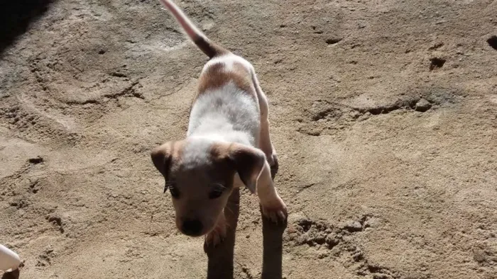 Cachorro raça vira lata idade Abaixo de 2 meses nome nao tem nome 