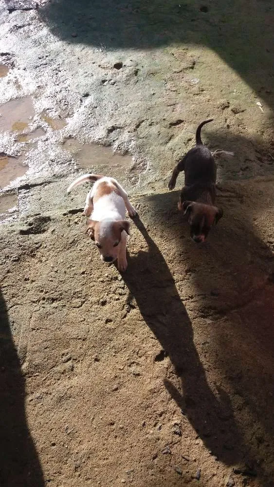 Cachorro raça vira lata idade Abaixo de 2 meses nome nao tem nome 