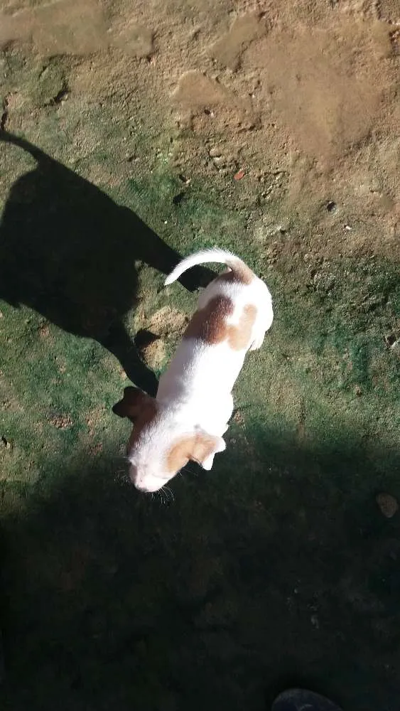 Cachorro raça vira lata idade Abaixo de 2 meses nome nao tem nome 