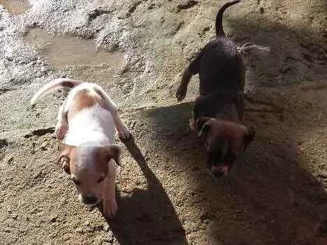 Cachorro raça vira lata idade Abaixo de 2 meses nome nao tem nome 