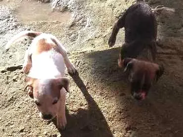 Cachorro raça vira lata idade Abaixo de 2 meses nome nao tem nome 
