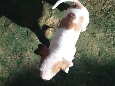 Cachorro raça vira lata idade Abaixo de 2 meses nome nao tem nome 