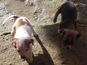 Cachorro raça vira lata idade Abaixo de 2 meses nome nao tem nome 