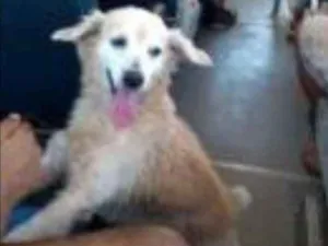 Cachorro raça indefinida idade 6 ou mais anos nome Tiquinho