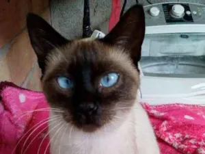 Gato raça Siamês idade 7 a 11 meses nome Lola