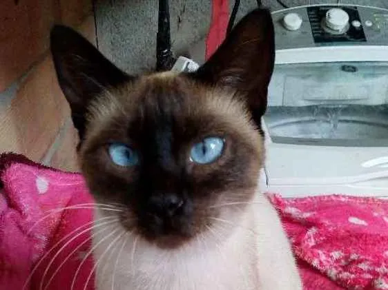 Gato ra a Siamês idade 7 a 11 meses nome Lola