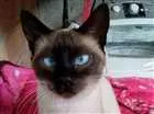 Gato raça Siamês idade 7 a 11 meses nome Lola