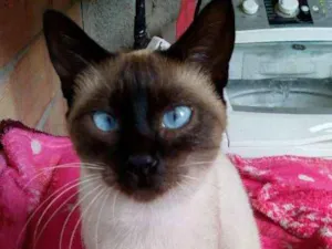 Gato raça Siamês idade 7 a 11 meses nome Lola