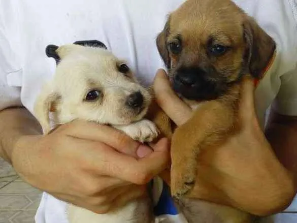 Cachorro ra a Maltês idade Abaixo de 2 meses nome Fantasma, negão