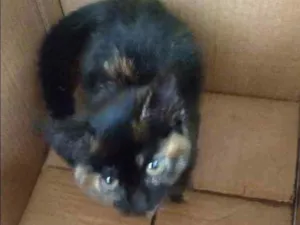 Gato raça Não sei raça idade 2 a 6 meses nome Não tem nome ainda