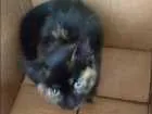 Gato raça Não sei raça idade 2 a 6 meses nome Não tem nome ainda