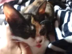 Gato raça  idade 2 anos nome Dinha
