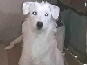 Cachorro raça Labrador idade 1 ano nome Branquinha