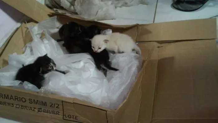 Gato raça vira lata idade Abaixo de 2 meses nome sem nome 