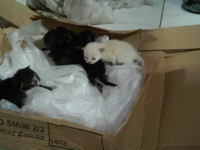 Gato raça vira lata idade Abaixo de 2 meses nome sem nome 