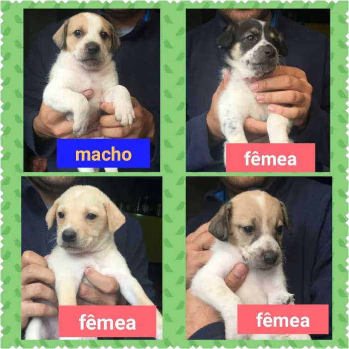 Cachorro ra a SRD idade 2 a 6 meses nome Filhotes para adoção