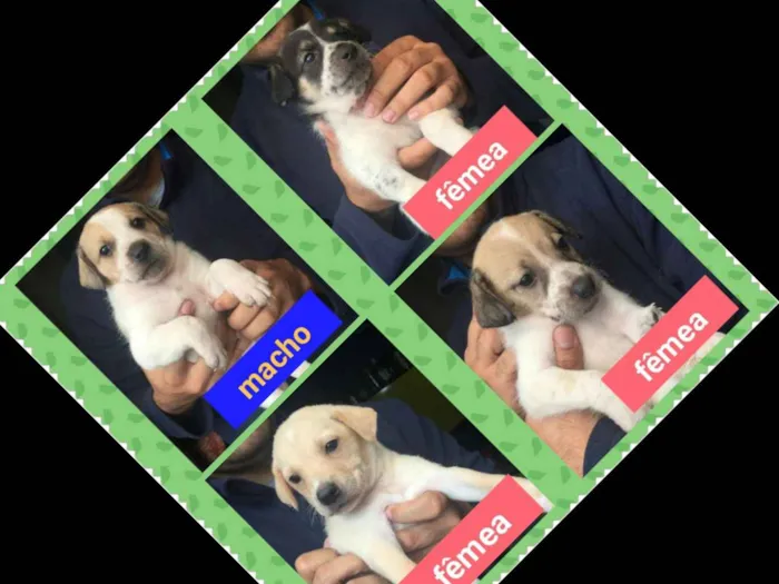 Cachorro ra a SRD idade 2 a 6 meses nome Filhotes para adoção