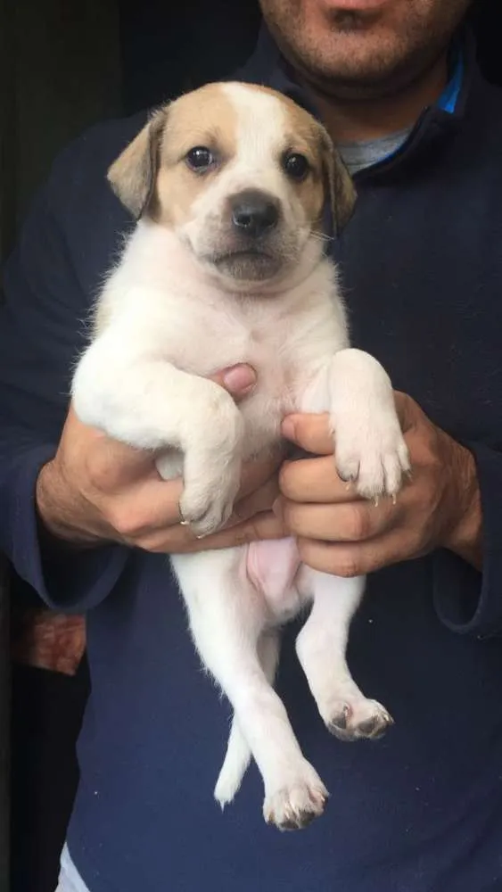 Cachorro ra a SRD idade 2 a 6 meses nome Filhotes para adoção