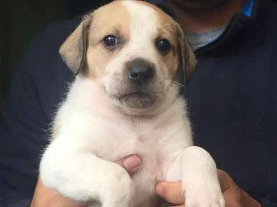 Cachorro ra a SRD idade 2 a 6 meses nome Filhotes para adoção