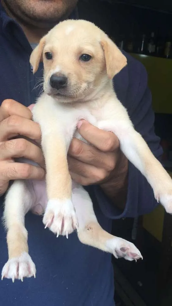 Cachorro ra a SRD idade 2 a 6 meses nome Filhotes para adoção