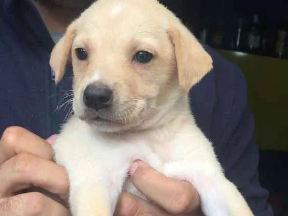 Cachorro ra a SRD idade 2 a 6 meses nome Filhotes para adoção
