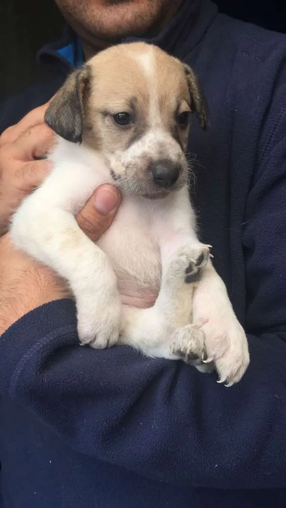 Cachorro ra a SRD idade 2 a 6 meses nome Filhotes para adoção