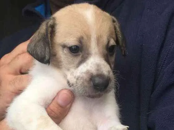 Cachorro ra a SRD idade 2 a 6 meses nome Filhotes para adoção
