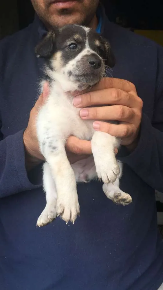 Cachorro ra a SRD idade 2 a 6 meses nome Filhotes para adoção