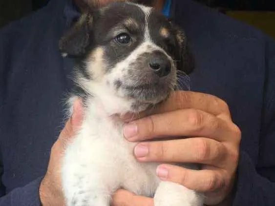 Cachorro ra a SRD idade 2 a 6 meses nome Filhotes para adoção
