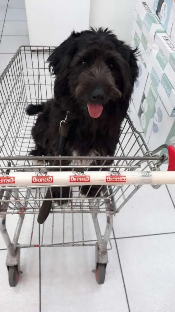 Cachorro ra a Mix de poodle idade 2 anos nome Rufo