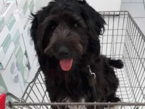 Cachorro raça Mix de poodle idade 2 anos nome Rufo