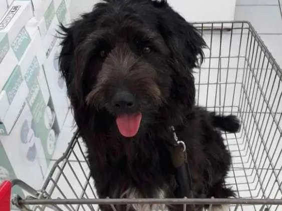 Cachorro ra a Mix de poodle idade 2 anos nome Rufo