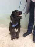 Rufo