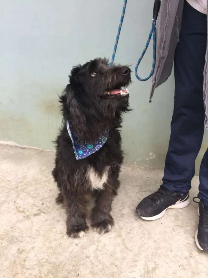 Cachorro ra a Mix de poodle idade 2 anos nome Rufo