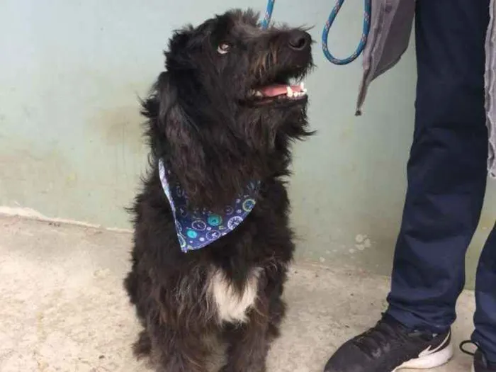 Cachorro ra a Mix de poodle idade 2 anos nome Rufo