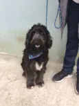 Rufo