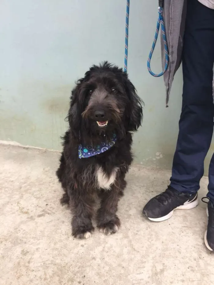 Cachorro ra a Mix de poodle idade 2 anos nome Rufo
