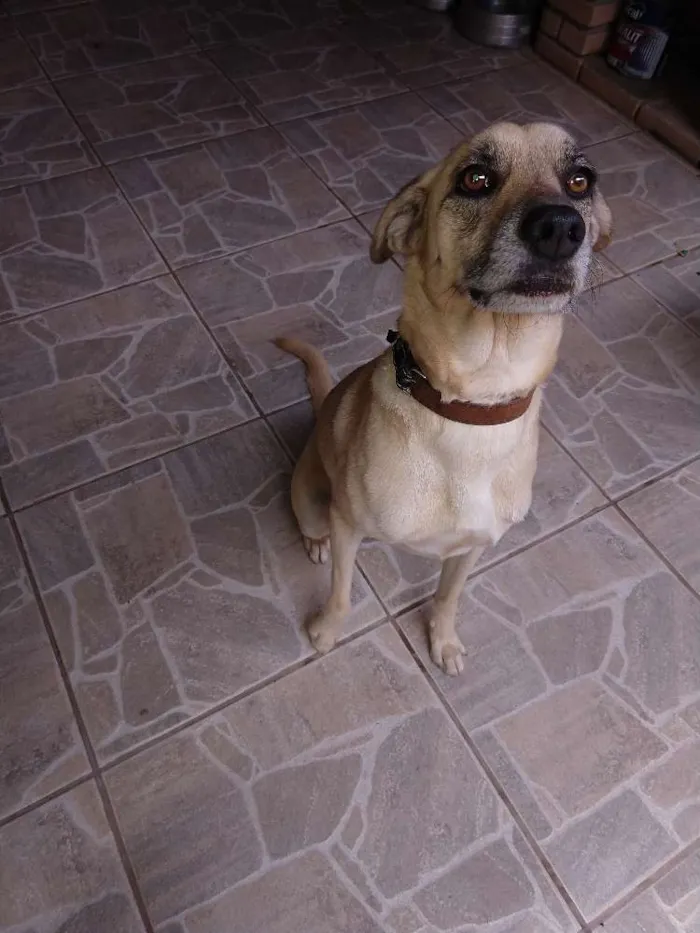 Cachorro ra a Viralada de labrador idade 2 anos nome Bili
