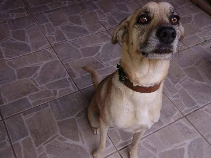 Cachorro ra a Viralada de labrador idade 2 anos nome Bili