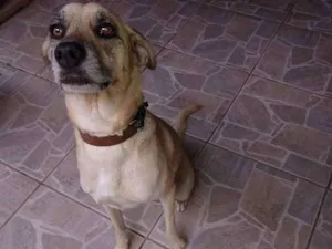 Cachorro raça Viralada de labrador idade 2 anos nome Bili