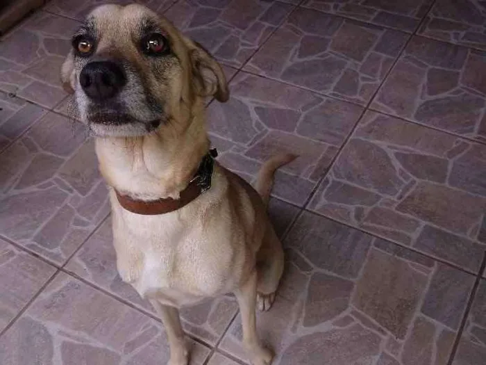Cachorro ra a Viralada de labrador idade 2 anos nome Bili