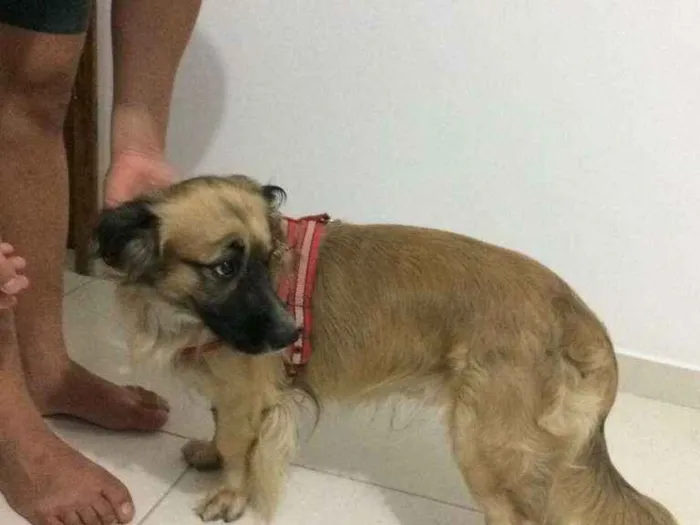 Cachorro ra a Cocker idade 4 anos nome PRINCE